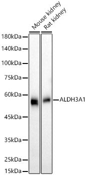 ALDH3A1 Rabbit mAb