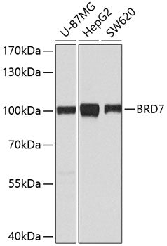 [KO Validated] BRD7 Rabbit pAb