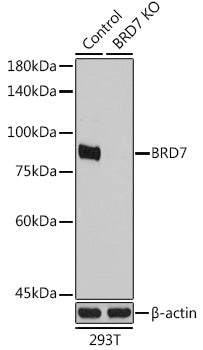 [KO Validated] BRD7 Rabbit pAb