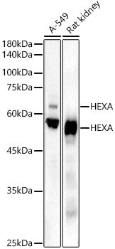 HEXA Rabbit mAb