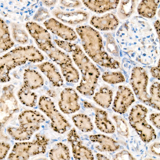 HEXA Rabbit mAb