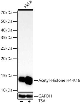 Acetyl-Histone H4-K16 Rabbit mAb