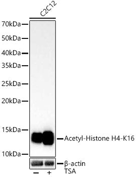 Acetyl-Histone H4-K16 Rabbit mAb