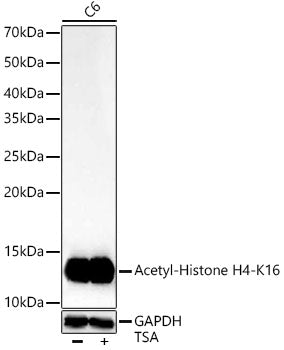 Acetyl-Histone H4-K16 Rabbit mAb