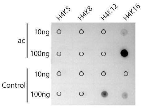 Acetyl-Histone H4-K16 Rabbit mAb