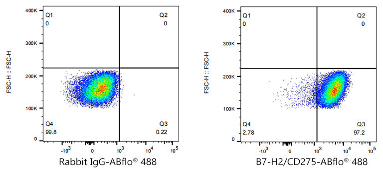 ABflo® 488 Rabbit anti-Human B7-H2/CD275 mAb