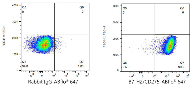 ABflo® 647 Rabbit anti-Human B7-H2/CD275 mAb