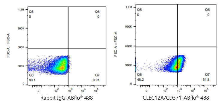 ABflo® 488 Rabbit anti-Human CLEC12A/CD371 mAb