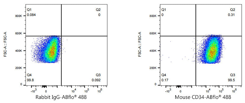 ABflo® 488 Rabbit anti-Mouse CD34 mAb