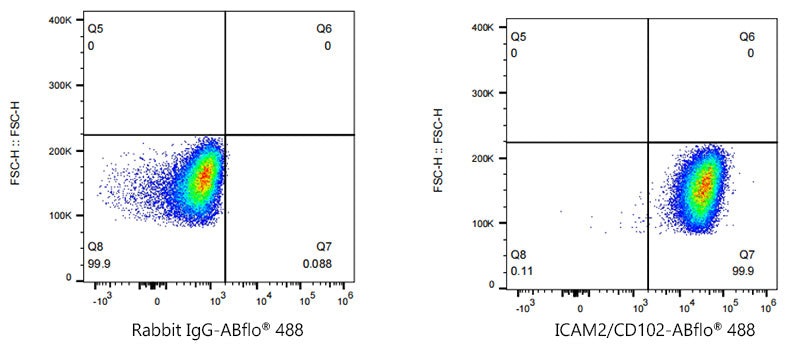 ABflo® 488 Rabbit anti-Human ICAM2/CD102 mAb