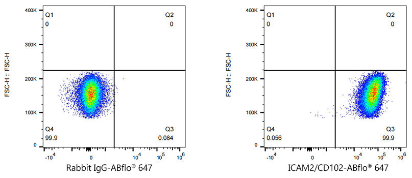 ABflo® 647 Rabbit anti-Human ICAM2/CD102 mAb