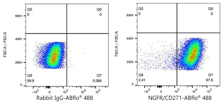 ABflo® 488 Rabbit anti-Human CD271/NGFR mAb