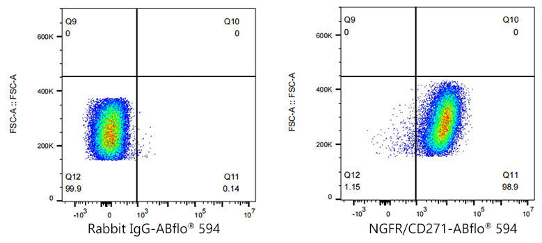 ABflo® 594 Rabbit anti-Human CD271/NGFR mAb