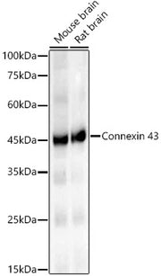 Connexin 43 Rabbit mAb