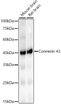 Connexin 43 Rabbit mAb