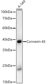 Connexin 43 Rabbit mAb