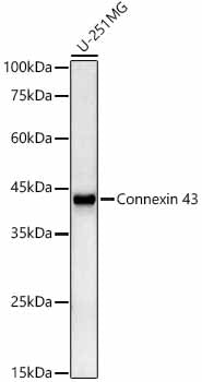Connexin 43 Rabbit mAb