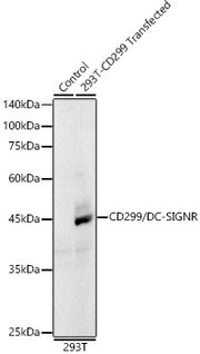 DC-SIGNR/CD299 Rabbit mAb