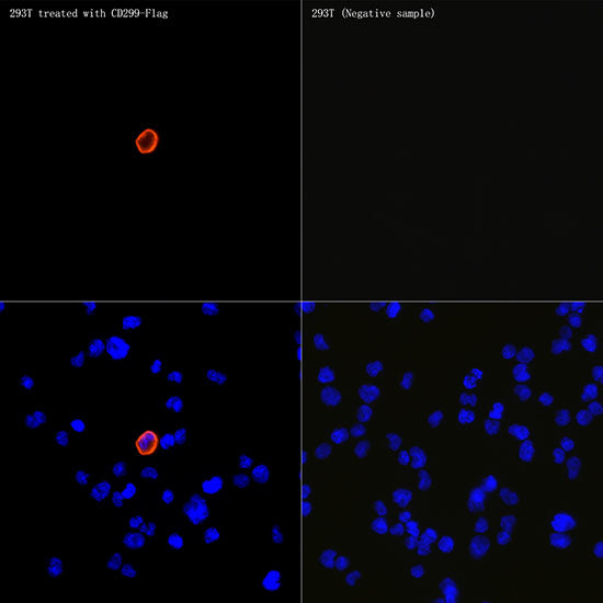 DC-SIGNR/CD299 Rabbit mAb
