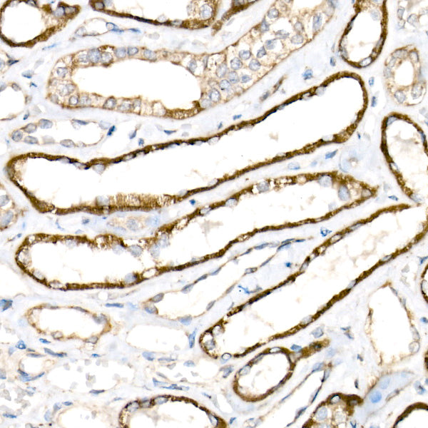 COX1 Rabbit mAb