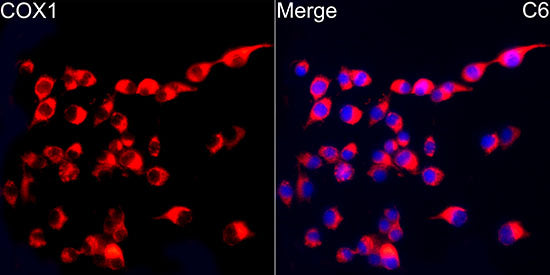 COX1 Rabbit mAb