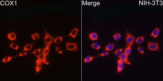 COX1 Rabbit mAb