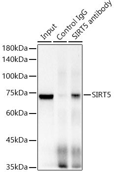 RBBP5 Rabbit mAb