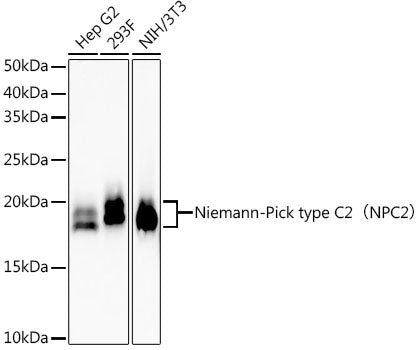 Niemann-Pick type C2（NPC2） Rabbit mAb