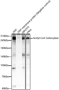 Acetyl-CoA Carboxylase Rabbit mAb