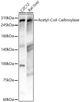 Acetyl-CoA Carboxylase Rabbit mAb