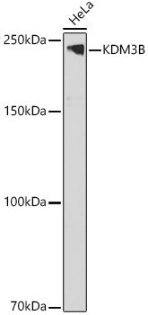 KDM3B Rabbit pAb