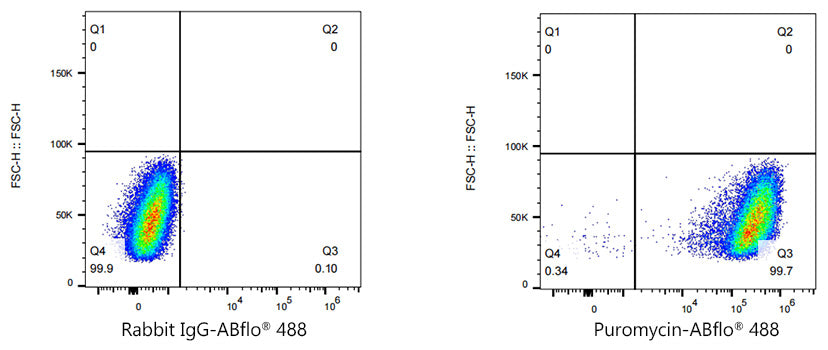 ABflo® 488 Rabbit anti-puromycin mAb