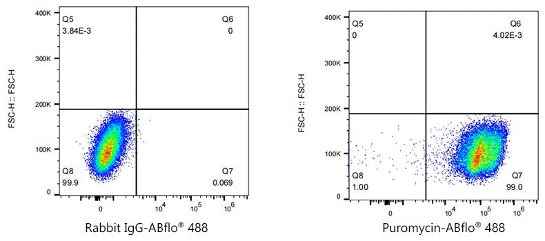 ABflo® 488 Rabbit anti-puromycin mAb