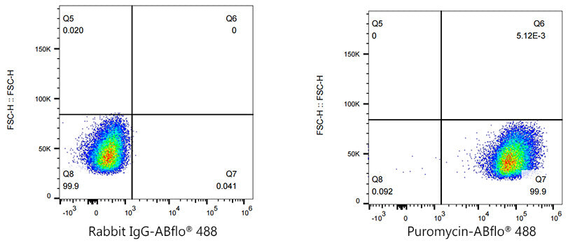 ABflo® 488 Rabbit anti-puromycin mAb