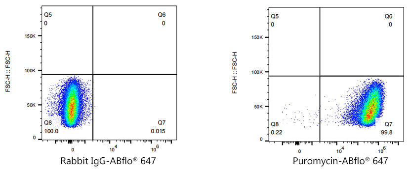 ABflo® 647 Rabbit anti-puromycin mAb