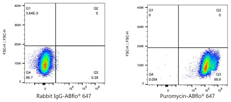 ABflo® 647 Rabbit anti-puromycin mAb