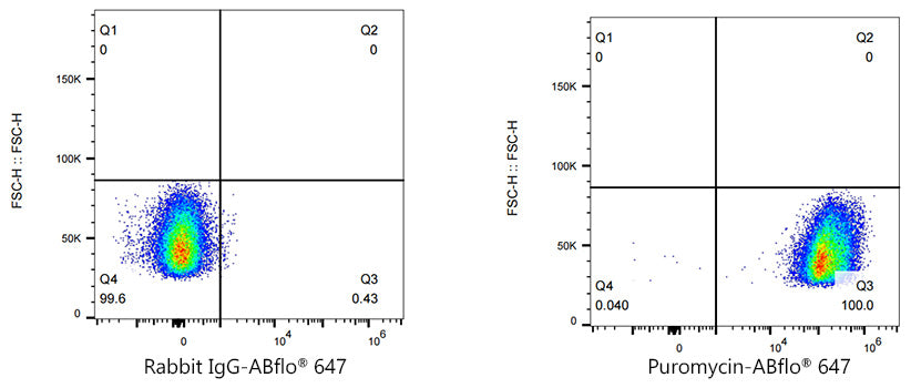 ABflo® 647 Rabbit anti-puromycin mAb