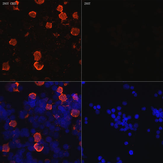 CD25 Rabbit mAb