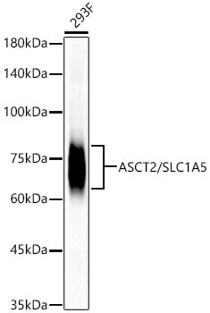 ASCT2/SLC1A5 Rabbit mAb