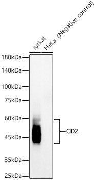 CD2 Rabbit mAb