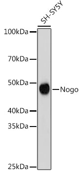Nogo Rabbit mAb