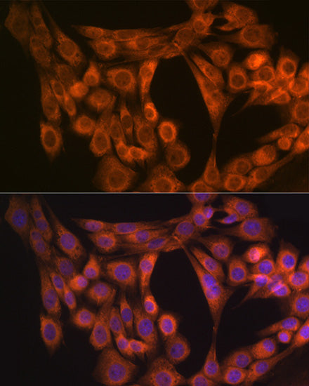 Nogo Rabbit mAb