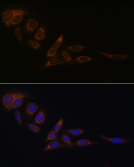 Nogo Rabbit mAb