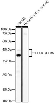 FCGRT/FCRN Rabbit mAb