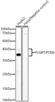 FCGRT/FCRN Rabbit mAb