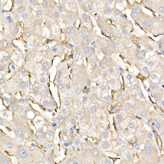 FCGRT/FCRN Rabbit mAb