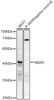 VEGFC Rabbit mAb