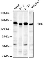 [KD Validated] BRD2 Rabbit mAb