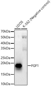 FGF1 Rabbit mAb