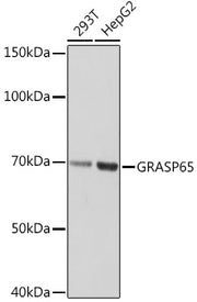 GRASP65 Rabbit mAb